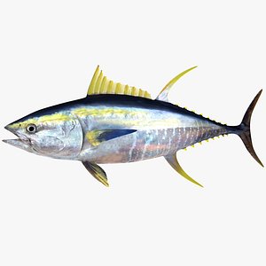 Yellowfin Tuna