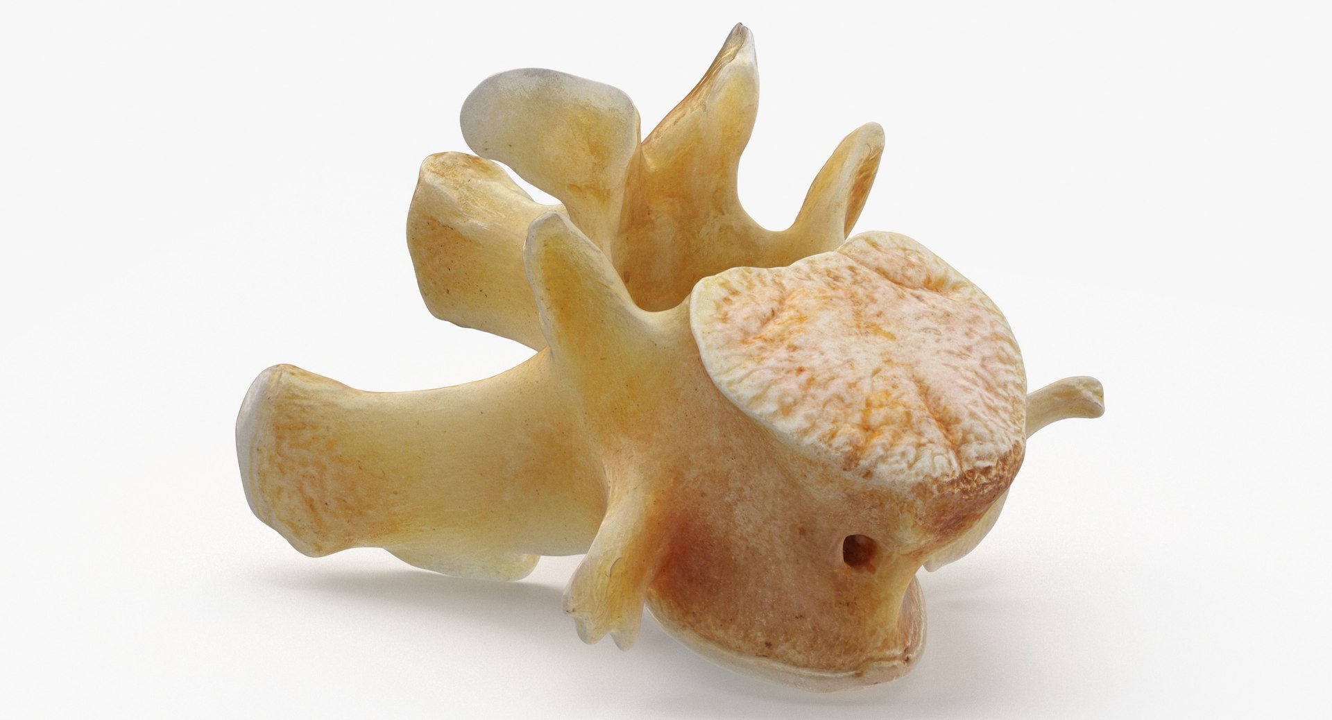 Kangaroo Red Necked Wallaby Lumber Vertebrae L1 3D model https://p.turbosquid.com/ts-thumb/re/Xi4LBD/36/kangaroo_red_necked_wallaby_lumber_vertebrae_l1_thumbnail_0003/jpg/1693401371/1920x1080/fit_q87/d8da726c2f656ff29be2a28e663d6e28716683cf/kangaroo_red_necked_wallaby_lumber_vertebrae_l1_thumbnail_0003.jpg