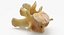 Kangaroo Red Necked Wallaby Lumber Vertebrae L1