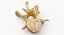 Kangaroo Red Necked Wallaby Lumber Vertebrae L1