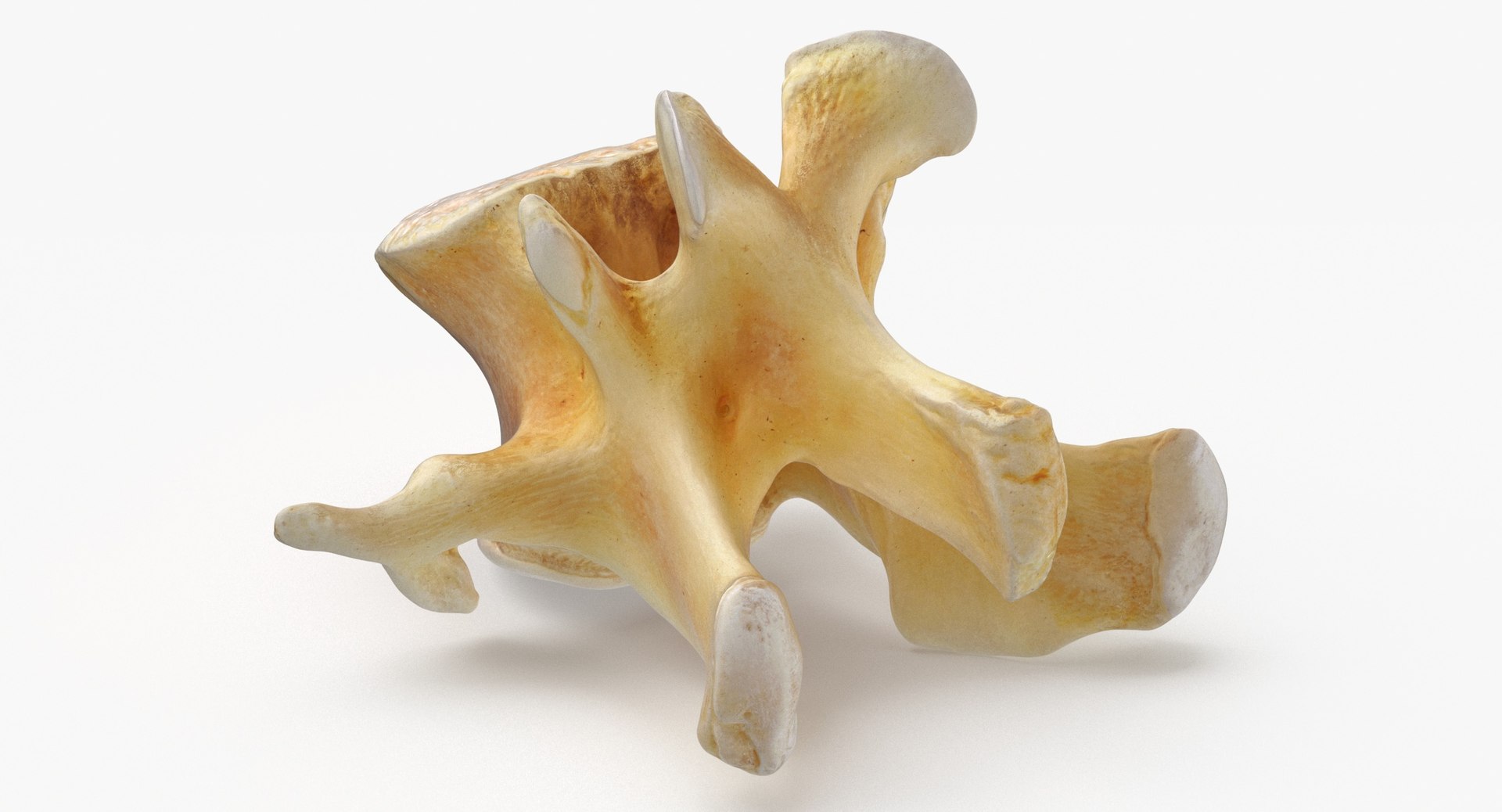 Kangaroo Red Necked Wallaby Lumber Vertebrae L1 3D model https://p.turbosquid.com/ts-thumb/re/Xi4LBD/Ag/kangaroo_red_necked_wallaby_lumber_vertebrae_l1_thumbnail_0005/jpg/1693401373/1920x1080/fit_q87/90103d4e772ae43d1b9d014520b48502b29130dc/kangaroo_red_necked_wallaby_lumber_vertebrae_l1_thumbnail_0005.jpg