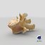 Kangaroo Red Necked Wallaby Lumber Vertebrae L1