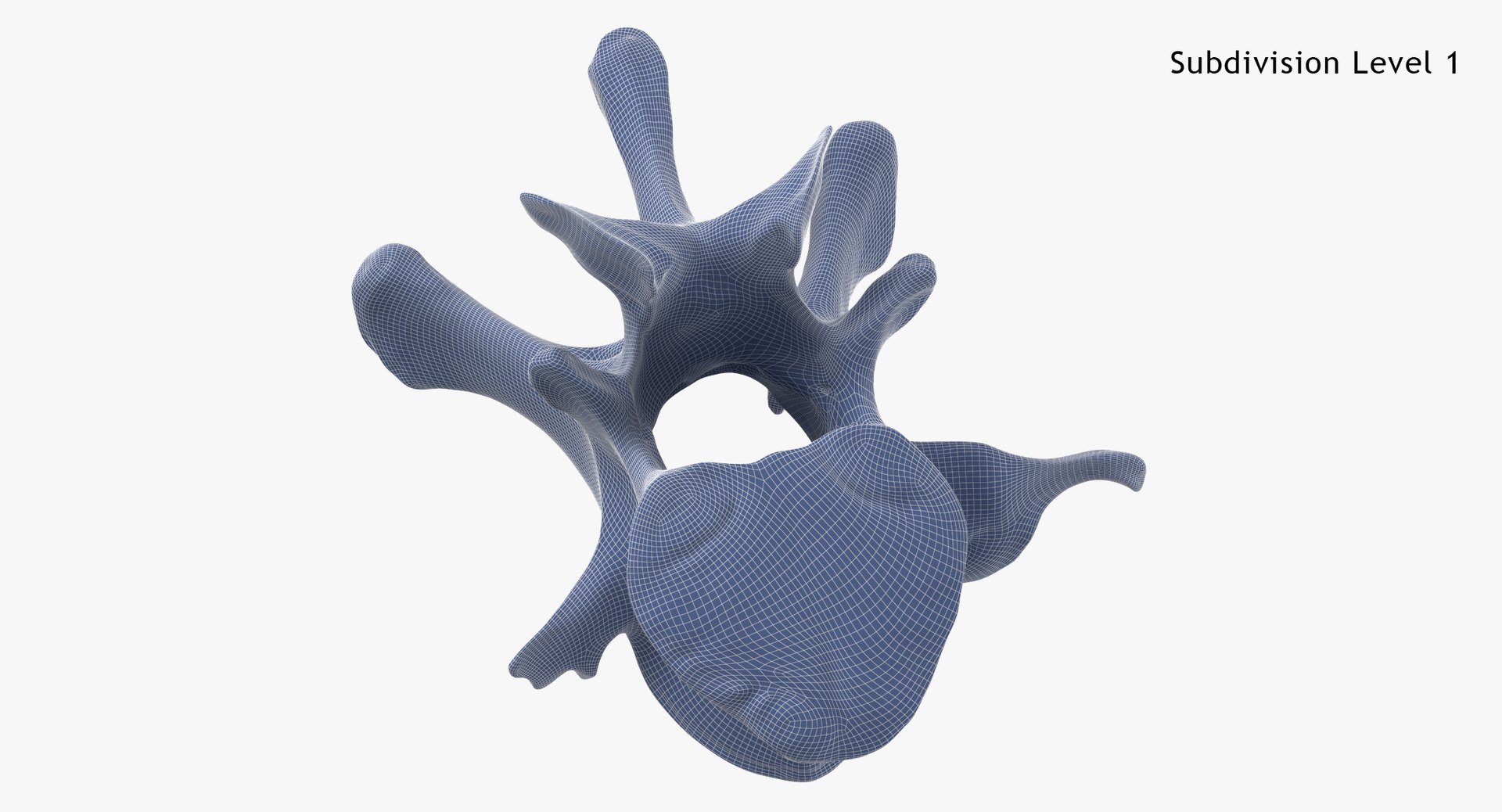 Kangaroo Red Necked Wallaby Lumber Vertebrae L1 3D model https://p.turbosquid.com/ts-thumb/re/Xi4LBD/JM/kangaroo_red_necked_wallaby_lumber_vertebrae_l1_subdiv1_0001/jpg/1693401389/1920x1080/fit_q87/ed6208b730cff5693fa35da160f4551d27d568a2/kangaroo_red_necked_wallaby_lumber_vertebrae_l1_subdiv1_0001.jpg