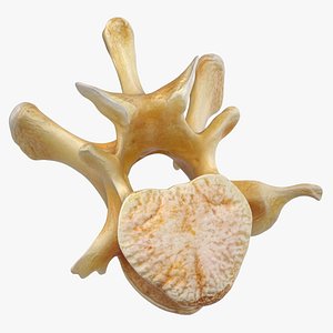 Kangaroo Red Necked Wallaby Lumber Vertebrae L1