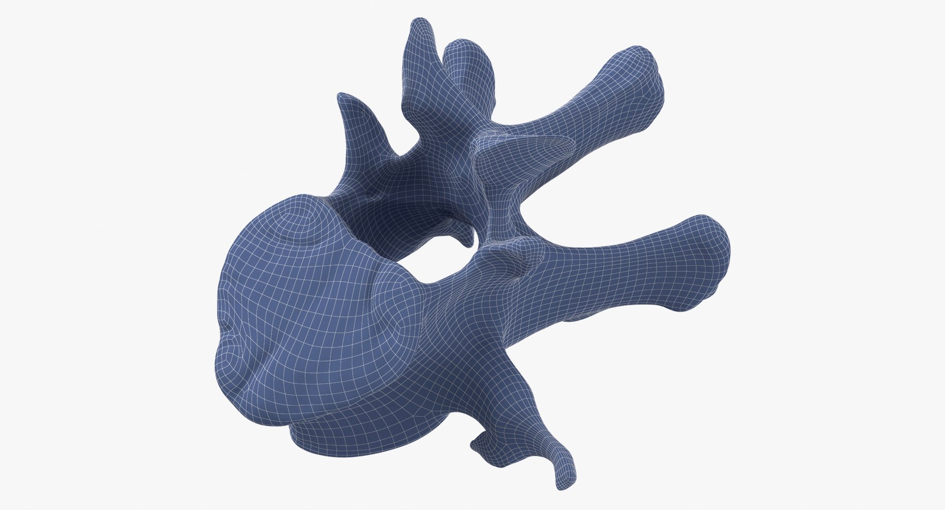 Kangaroo Red Necked Wallaby Lumber Vertebrae L1 3D model https://p.turbosquid.com/ts-thumb/re/Xi4LBD/Vt/kangaroo_red_necked_wallaby_lumber_vertebrae_l1_wireframe_0008/jpg/1693401384/1920x1080/fit_q87/2c290d244d5520854e339e30c51713a6ce5a407b/kangaroo_red_necked_wallaby_lumber_vertebrae_l1_wireframe_0008.jpg