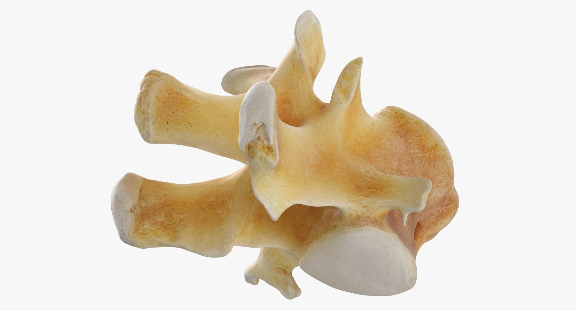 Kangaroo Red Necked Wallaby Lumber Vertebrae L1 3D model https://p.turbosquid.com/ts-thumb/re/Xi4LBD/XE/kangaroo_red_necked_wallaby_lumber_vertebrae_l1_thumbnail_0007/jpg/1693401373/1920x1080/fit_q87/3201404e45e4cfc0c610ff8931912cd300d16a3e/kangaroo_red_necked_wallaby_lumber_vertebrae_l1_thumbnail_0007.jpg