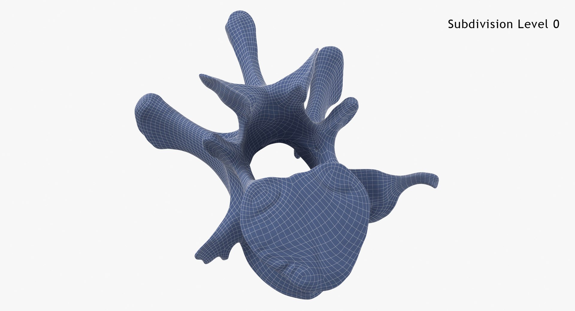 Kangaroo Red Necked Wallaby Lumber Vertebrae L1 3D model https://p.turbosquid.com/ts-thumb/re/Xi4LBD/Yq/kangaroo_red_necked_wallaby_lumber_vertebrae_l1_subdiv0_0001/jpg/1693401386/1920x1080/fit_q87/64b04c671444216d970fcb74928dff6ad58d93be/kangaroo_red_necked_wallaby_lumber_vertebrae_l1_subdiv0_0001.jpg