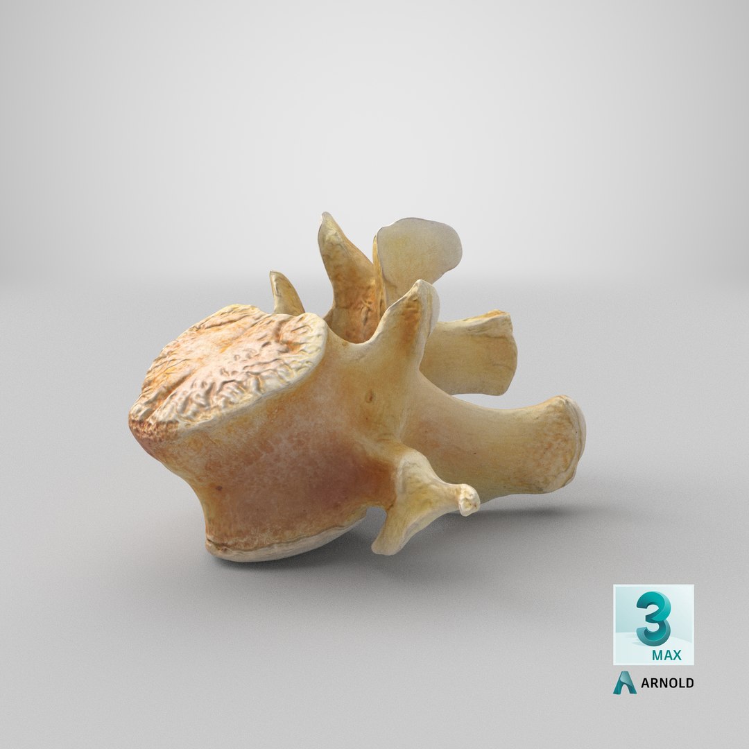 Kangaroo Red Necked Wallaby Lumber Vertebrae L1 3D model https://p.turbosquid.com/ts-thumb/re/Xi4LBD/k3/stemcell_max_arnold_render/png/1694410599/1920x1080/fit_q87/1217f7707584fd143c0133dfce92b2f05cc08c72/stemcell_max_arnold_render.jpg