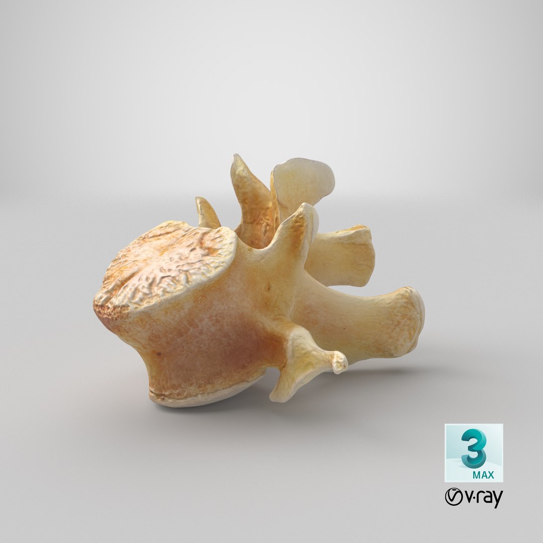Kangaroo Red Necked Wallaby Lumber Vertebrae L1 3D model https://p.turbosquid.com/ts-thumb/re/Xi4LBD/t2/stemcell_max_vray_render/png/1694410597/1920x1080/fit_q87/3917da707d370f38169e9aa6672479f4c6b0c7f6/stemcell_max_vray_render.jpg