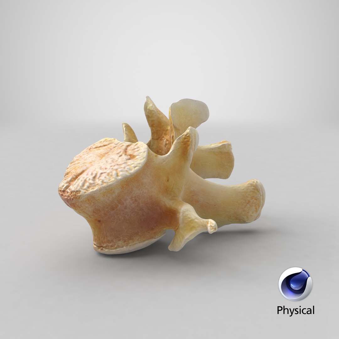 Kangaroo Red Necked Wallaby Lumber Vertebrae L1 3D model https://p.turbosquid.com/ts-thumb/re/Xi4LBD/x7/stemcell_cinema_4d_physical_render/png/1694410606/1920x1080/fit_q87/eeebf3c0fff986a9792acccd42333dc4c2111f7a/stemcell_cinema_4d_physical_render.jpg