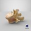 Kangaroo Red Necked Wallaby Lumber Vertebrae L1