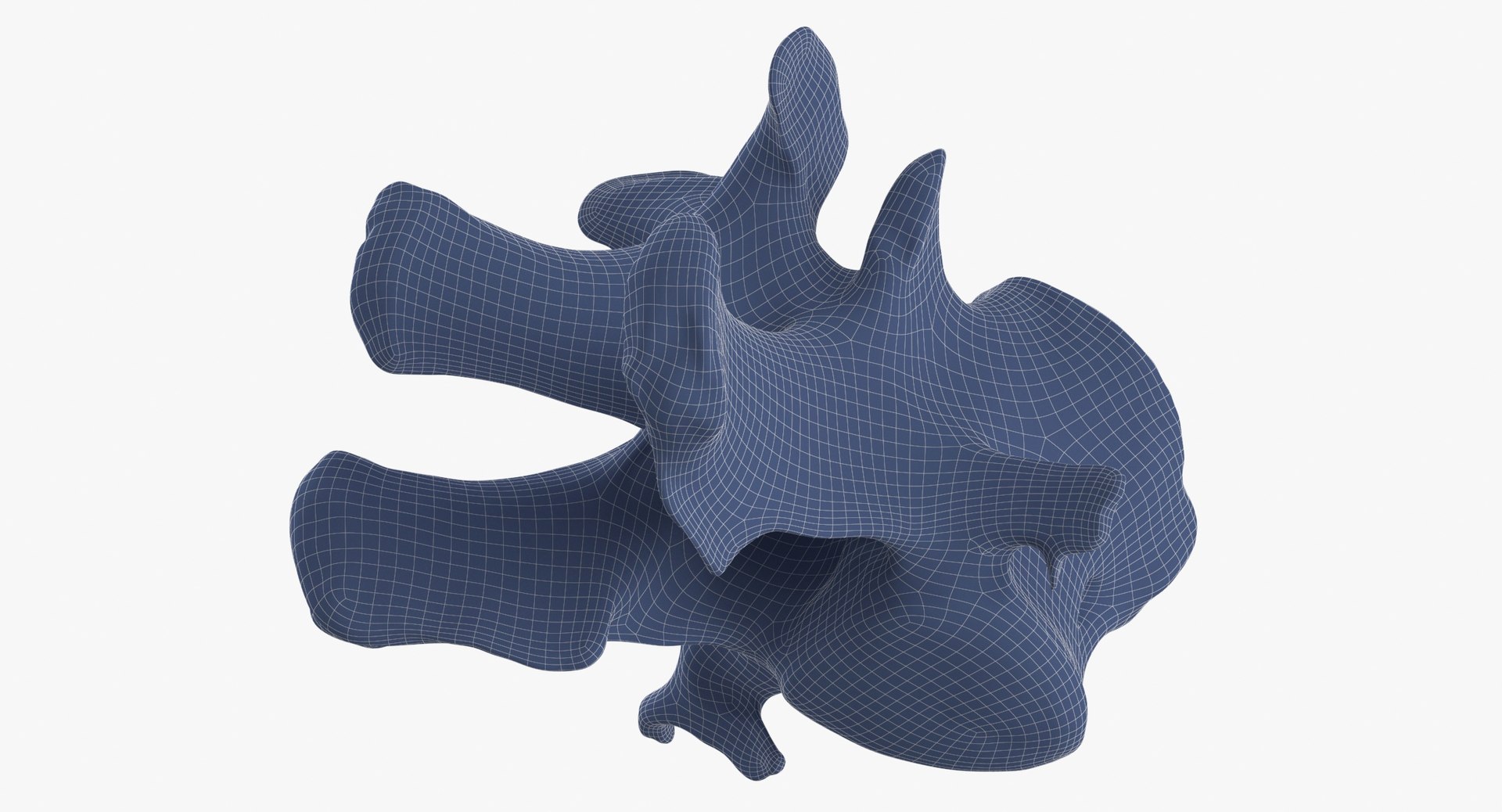 Kangaroo Red Necked Wallaby Lumber Vertebrae L1 3D model https://p.turbosquid.com/ts-thumb/re/Xi4LBD/xA/kangaroo_red_necked_wallaby_lumber_vertebrae_l1_wireframe_0007/jpg/1693401382/1920x1080/fit_q87/56a0c671b2401566411648f8bf167737bd41f98e/kangaroo_red_necked_wallaby_lumber_vertebrae_l1_wireframe_0007.jpg