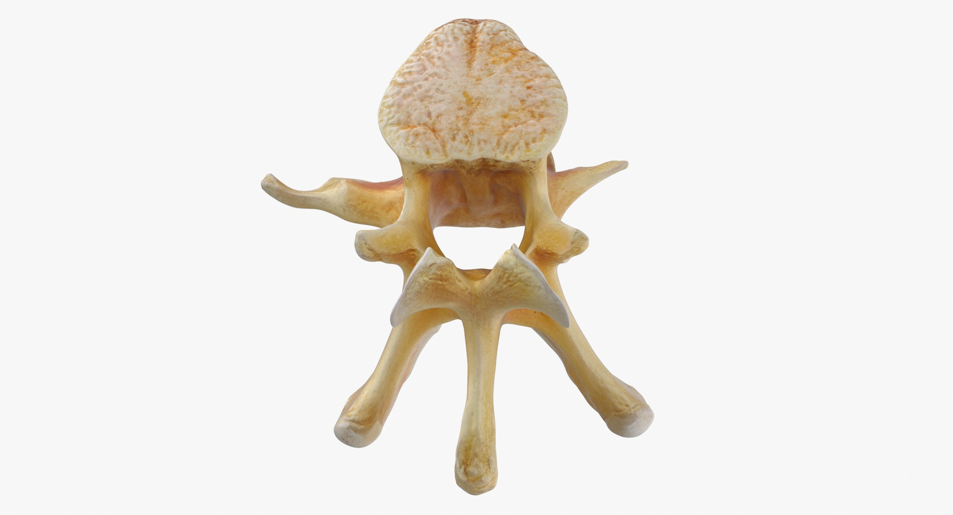 Kangaroo Red Necked Wallaby Lumber Vertebrae L1 3D model https://p.turbosquid.com/ts-thumb/re/Xi4LBD/yW/z0000/jpg/1693401347/1920x1080/turn_fit_q99/ecdda29bacac14479f0c038c4a1e6b70568d6e28/z0000-1.jpg