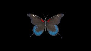 3D Colorful butter fly model