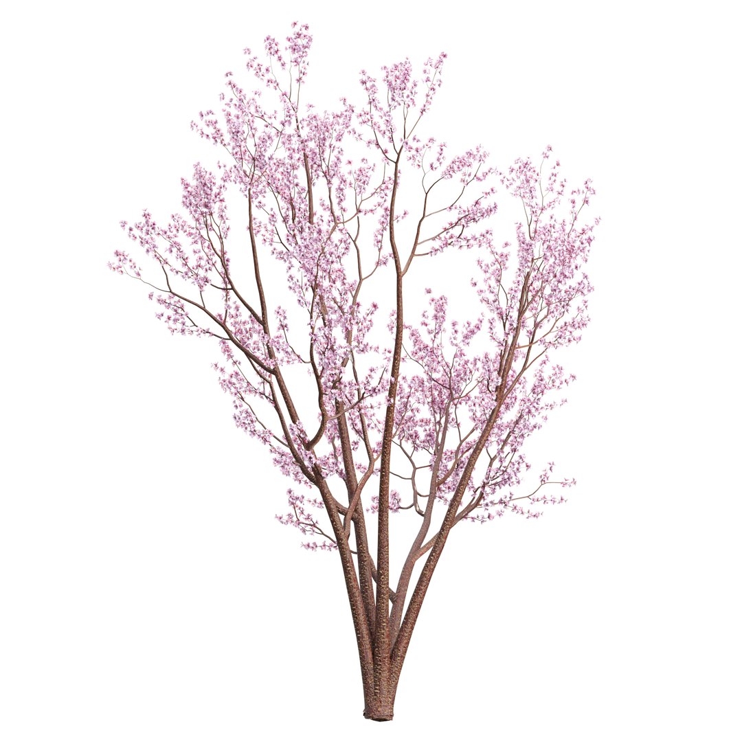 3D Spring Bloom Trees Collection Vol 294-Cherry https://p.turbosquid.com/ts-thumb/re/ZmgCLy/6Z/03/jpg/1744109624/1920x1080/fit_q87/3eed87c998bf79c516c6fb8a472a9ece23e9ee1b/03.jpg