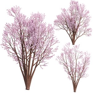 3D Spring Bloom Trees Collection Vol 294-Cherry