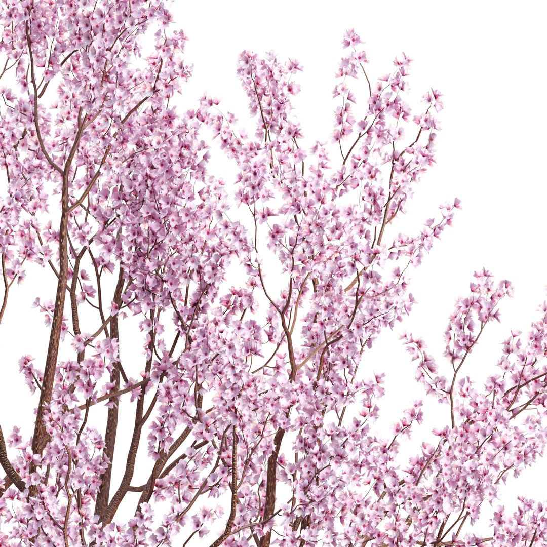 3D Spring Bloom Trees Collection Vol 294-Cherry https://p.turbosquid.com/ts-thumb/re/ZmgCLy/Rg/05/jpg/1744109625/1920x1080/fit_q87/5b11fe58c9e1bb844f06dbcf018c0c696c845493/05.jpg