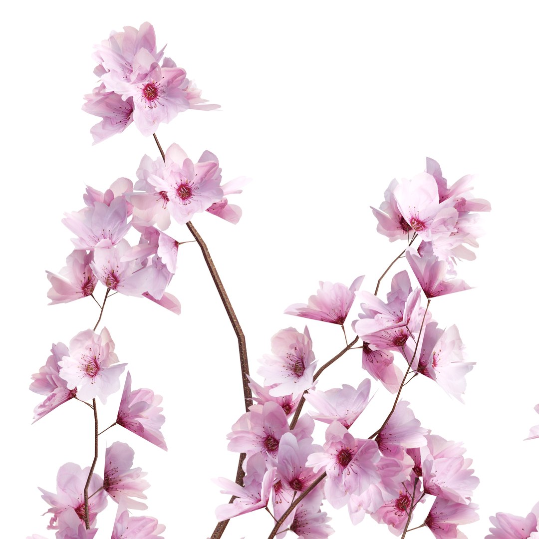 3D Spring Bloom Trees Collection Vol 294-Cherry https://p.turbosquid.com/ts-thumb/re/ZmgCLy/fK/04/jpg/1744109624/1920x1080/fit_q87/38b2634e09fe33b55ec93a3a9494eae2abc52871/04.jpg