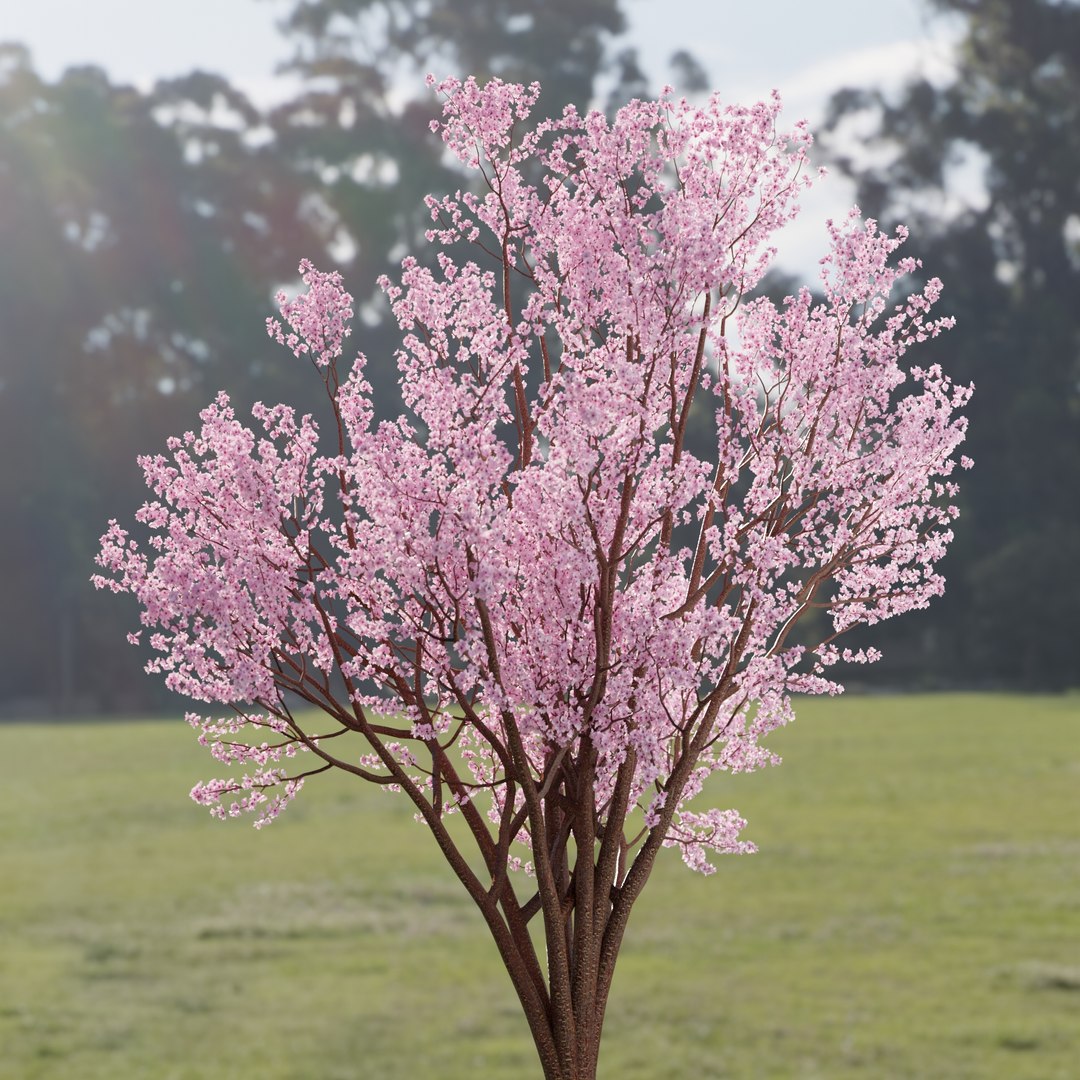 3D Spring Bloom Trees Collection Vol 294-Cherry https://p.turbosquid.com/ts-thumb/re/ZmgCLy/jV/7/jpg/1744109626/1920x1080/fit_q87/0e5e29c5ce09ad48fe38195509aadbdc9897da58/7.jpg