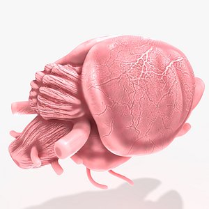 Rat Mouse Brain