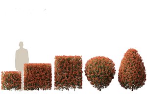 3D Photinia x fraseri Red Robin - Red tip photinia 02