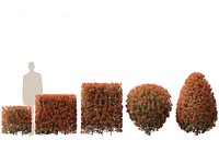 Photinia x fraseri Red Robin - Red tip photinia 02