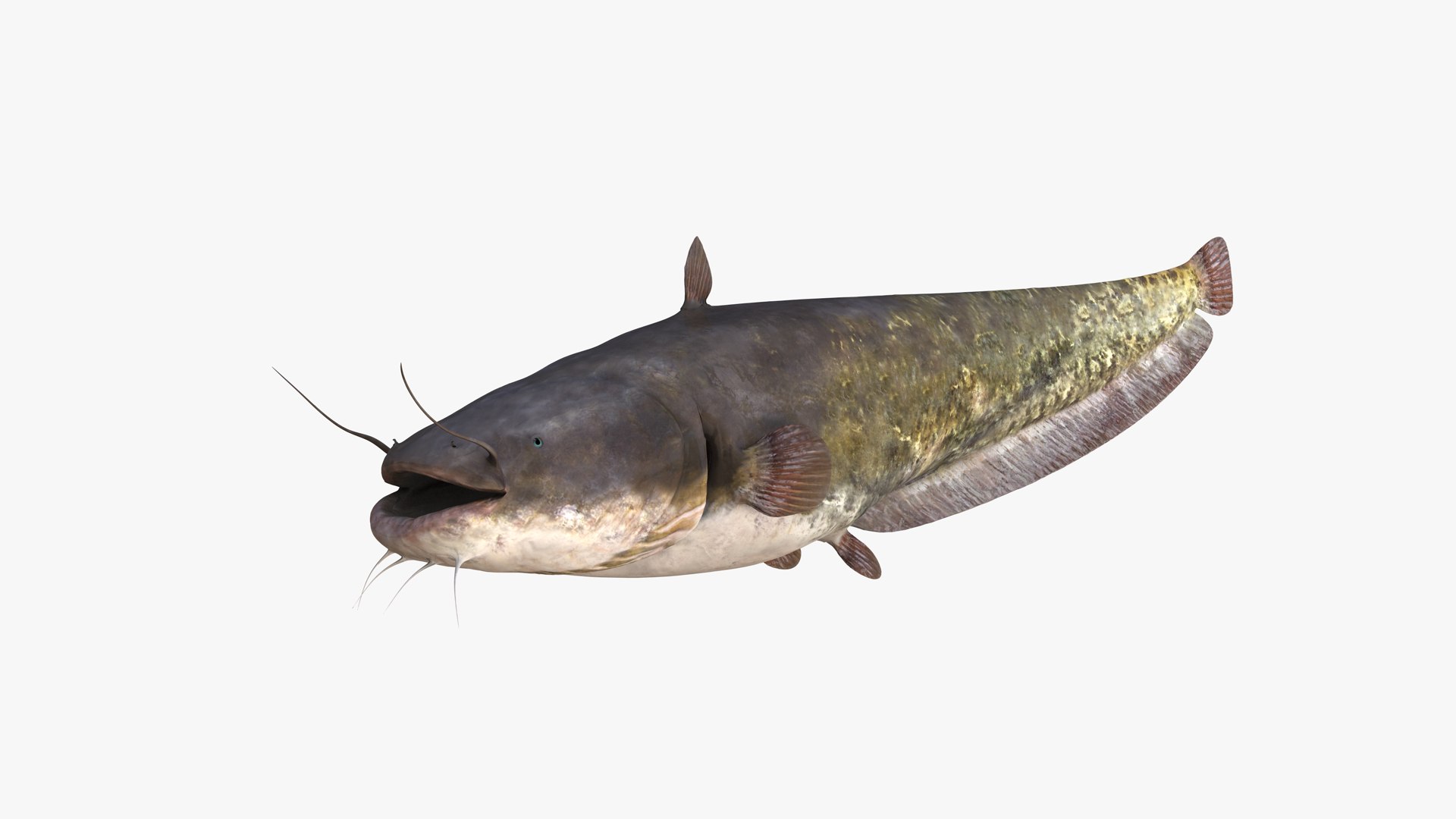 Realistic European Wels Catfish 3D Model - TurboSquid 1381804