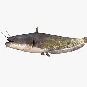 realistic european wels catfish 3D model