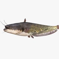 European Wels Catfish Green-Brown