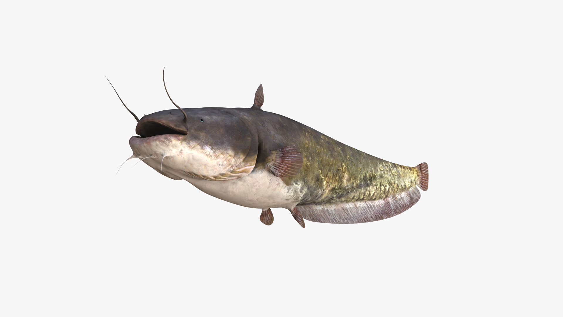 Realistic European Wels Catfish 3D Model - TurboSquid 1381804