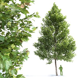 Plane-tree Sycamore Platanus V1