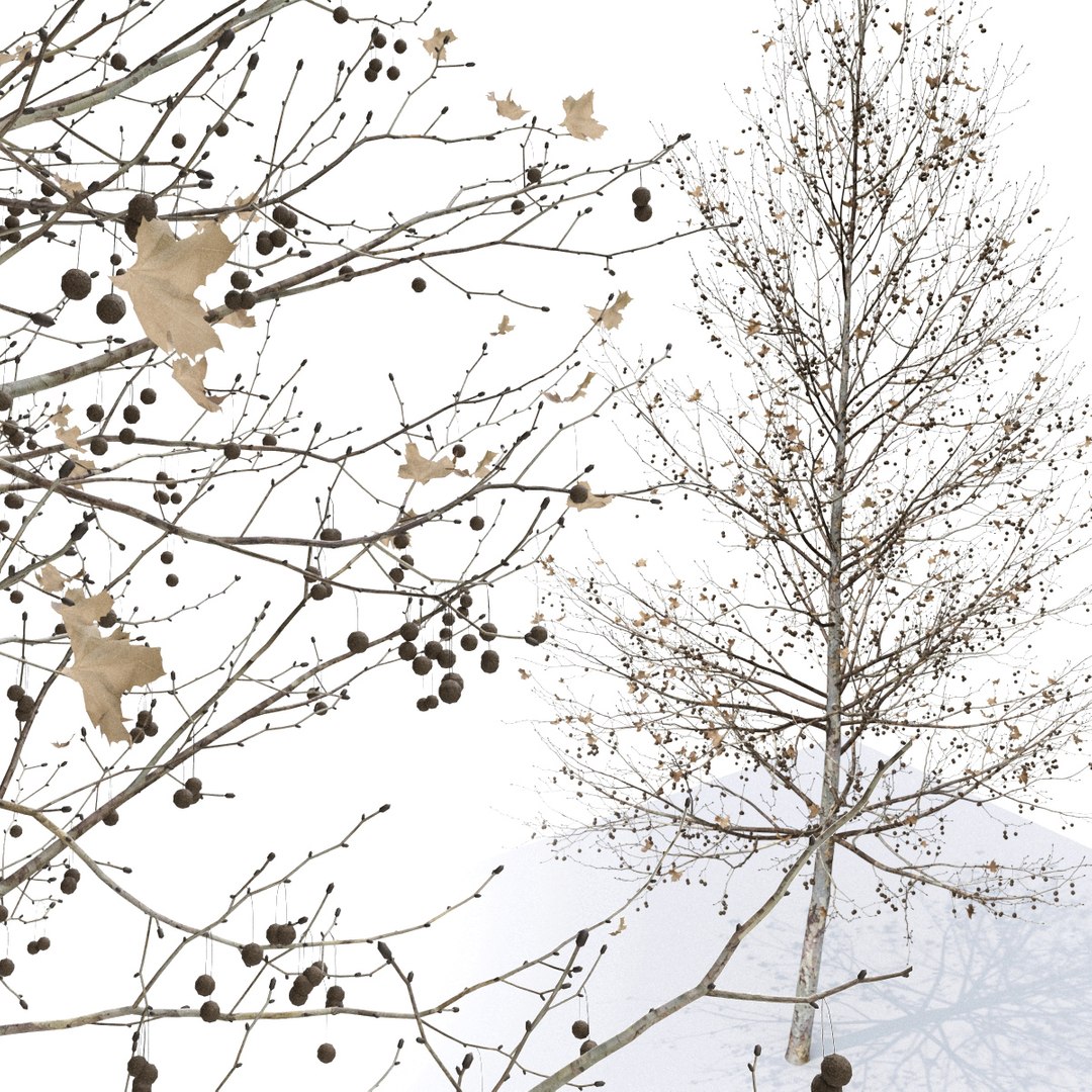 sycamore platanus platan 3D model https://p.turbosquid.com/ts-thumb/re/urAuLe/AKyfTSLP/782/jpg/1587635404/1920x1080/fit_q87/9660dd7eb0756964be332bc8dc44615b7e98d9af/782.jpg