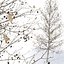 Plátano Sycamore Platanus V1