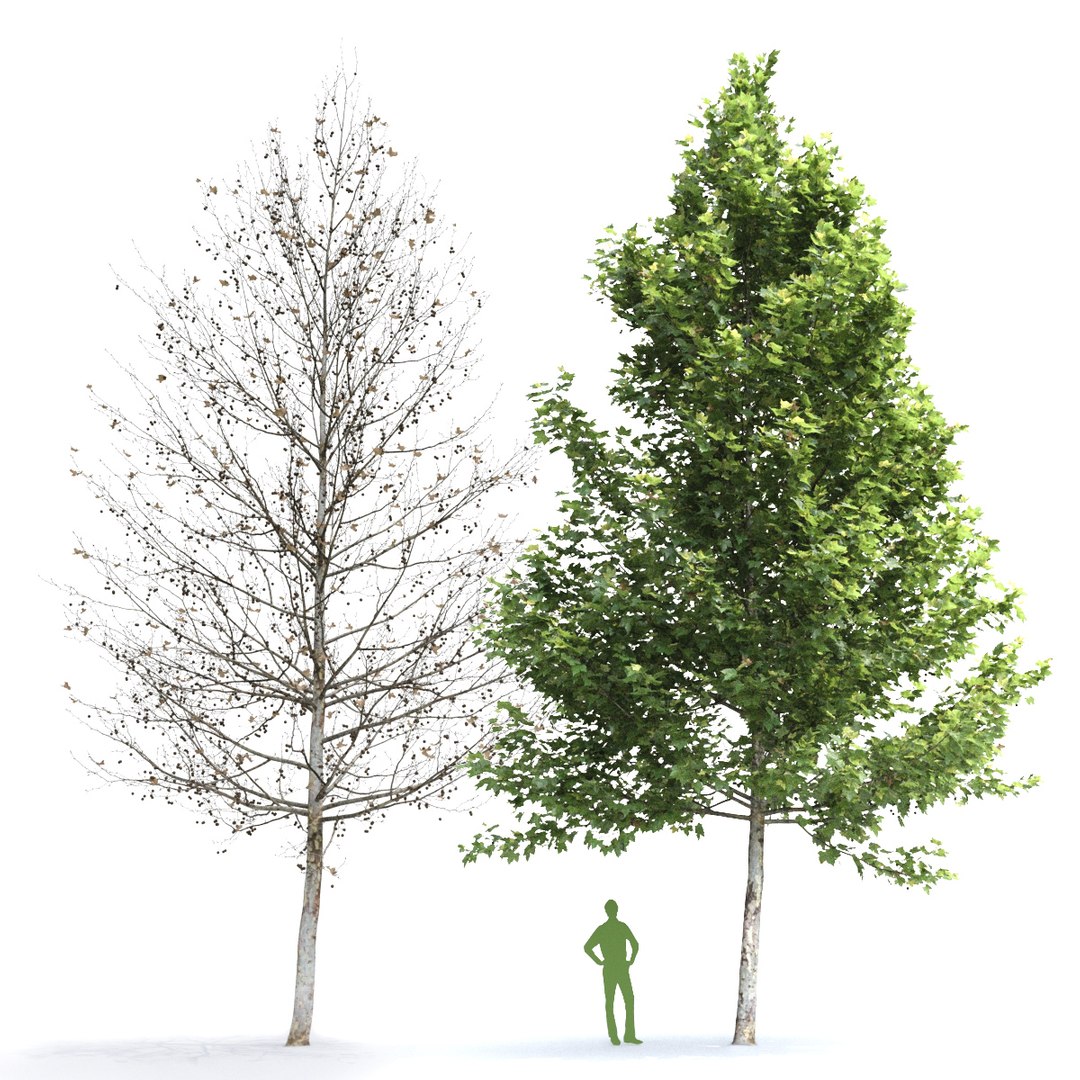 sycamore platanus platan 3D model https://p.turbosquid.com/ts-thumb/re/urAuLe/VPcq6o6E/562/jpg/1587635393/1920x1080/fit_q87/7c1f8451380ec4f960acda5513ce300d0fa8d969/562.jpg