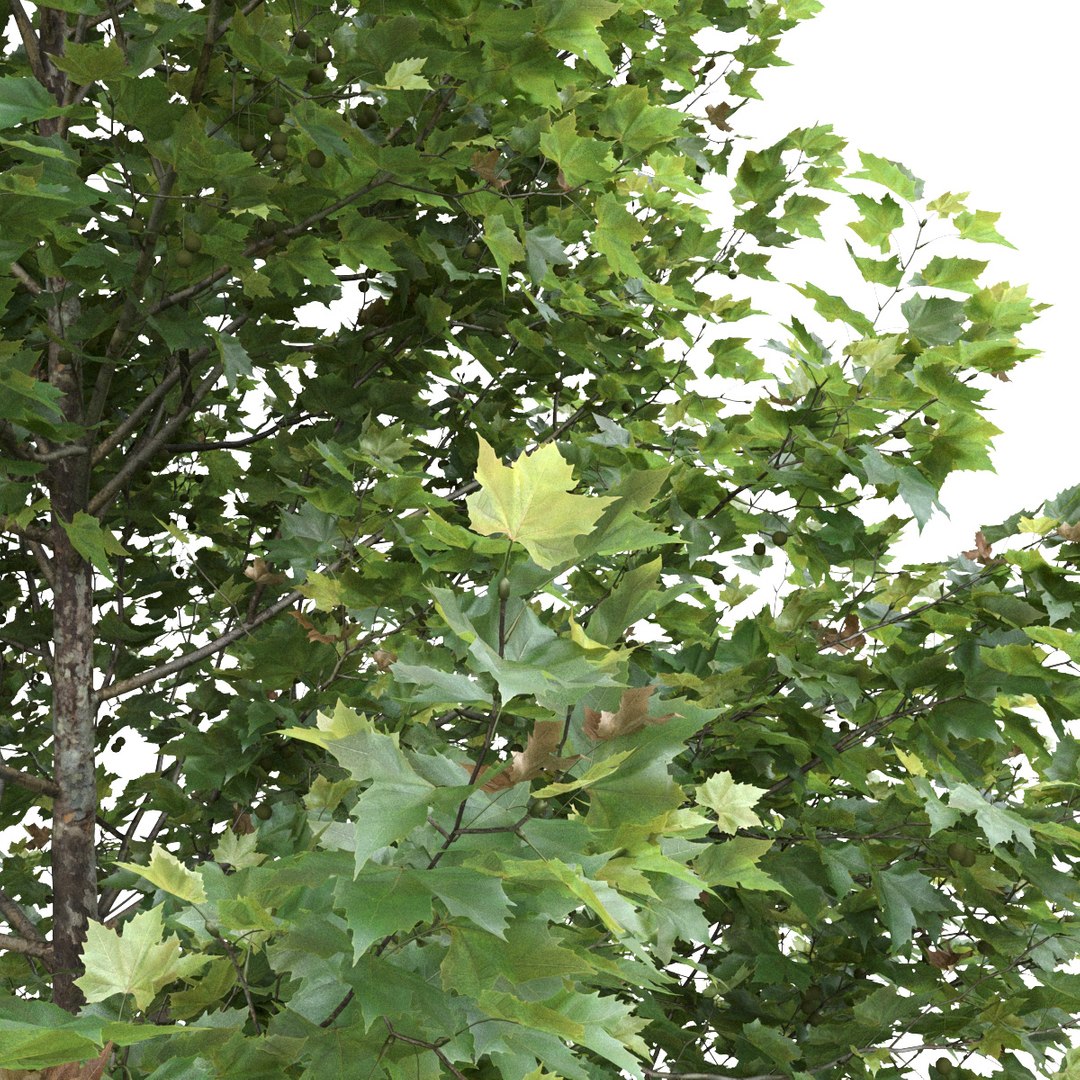 sycamore platanus platan 3D model https://p.turbosquid.com/ts-thumb/re/urAuLe/ye2MT0m9/342/jpg/1587635383/1920x1080/fit_q87/fc08d6b430e1060434ae4c1f5c72cfa0ff39afb3/342.jpg