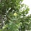 Plátano Sycamore Platanus V1