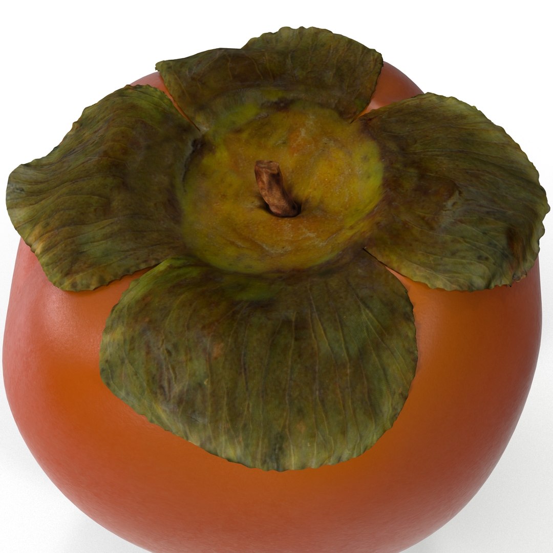 3d model of persimmon 2 https://p.turbosquid.com/ts-thumb/re/vFI1WH/Q9jYFLTl/persimmon_13/jpg/1383098144/1920x1080/fit_q87/ec26971709c84087f885802ad86f1c58c5238c41/persimmon_13.jpg