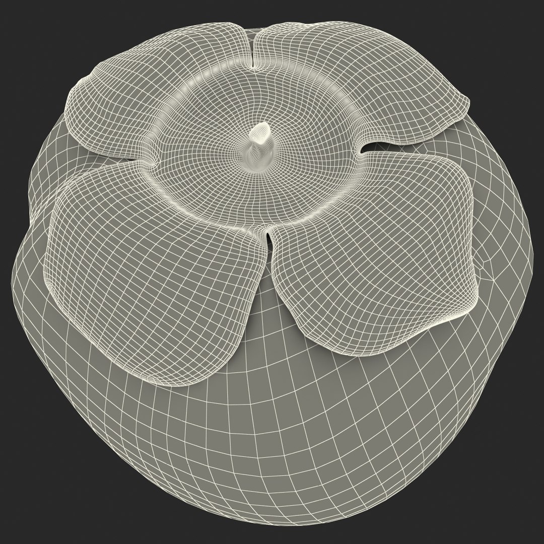 3d model of persimmon 2 https://p.turbosquid.com/ts-thumb/re/vFI1WH/RAraOzMt/persimmon_168/jpg/1383098670/1920x1080/fit_q87/54839fd271ac0fe6de778fefb82505af461cae17/persimmon_168.jpg