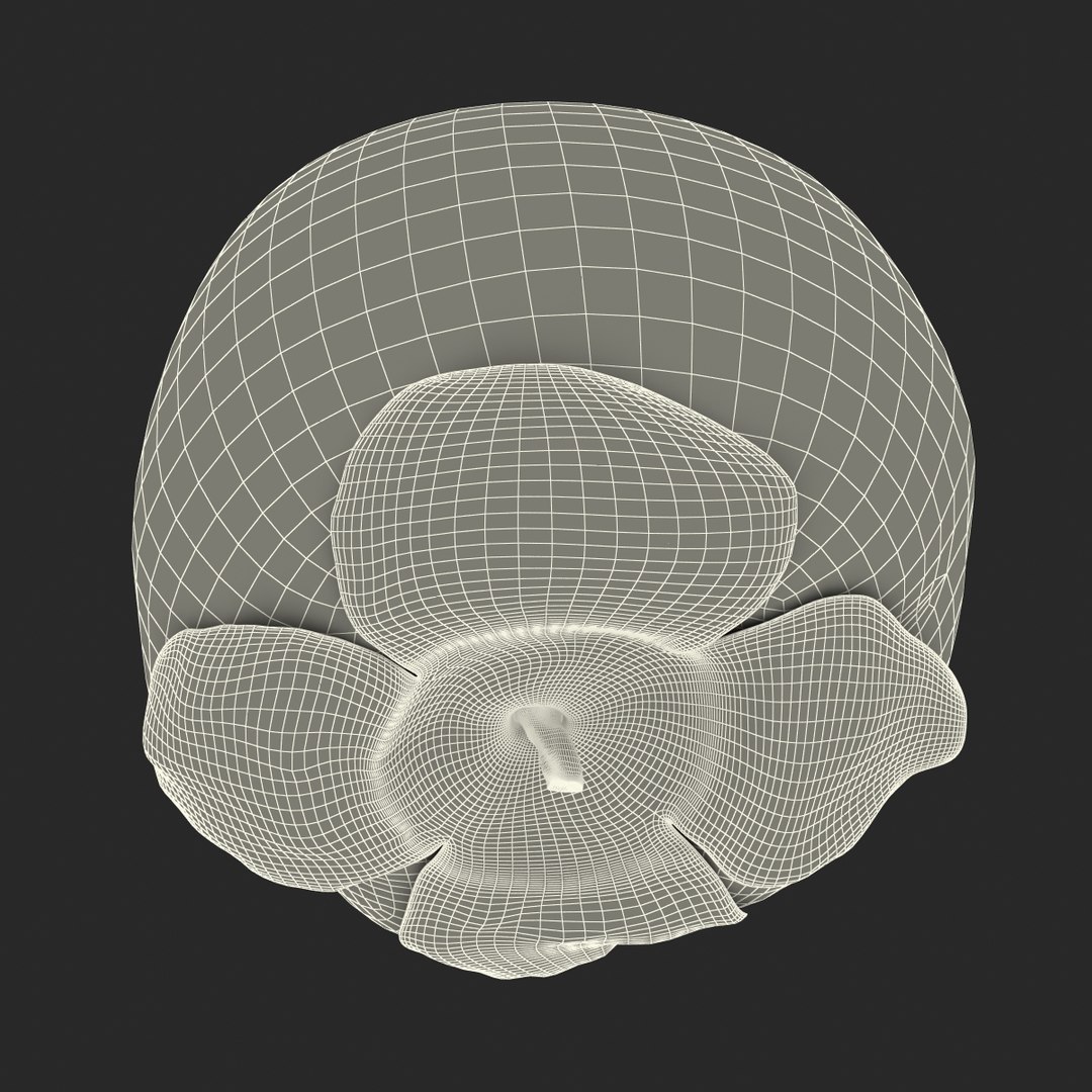 3d model of persimmon 2 https://p.turbosquid.com/ts-thumb/re/vFI1WH/cDeh6eAc/persimmon_162/jpg/1383098652/1920x1080/fit_q87/08083a5fd4f3f76f86c0c36ddf6814ff55f8fe0e/persimmon_162.jpg