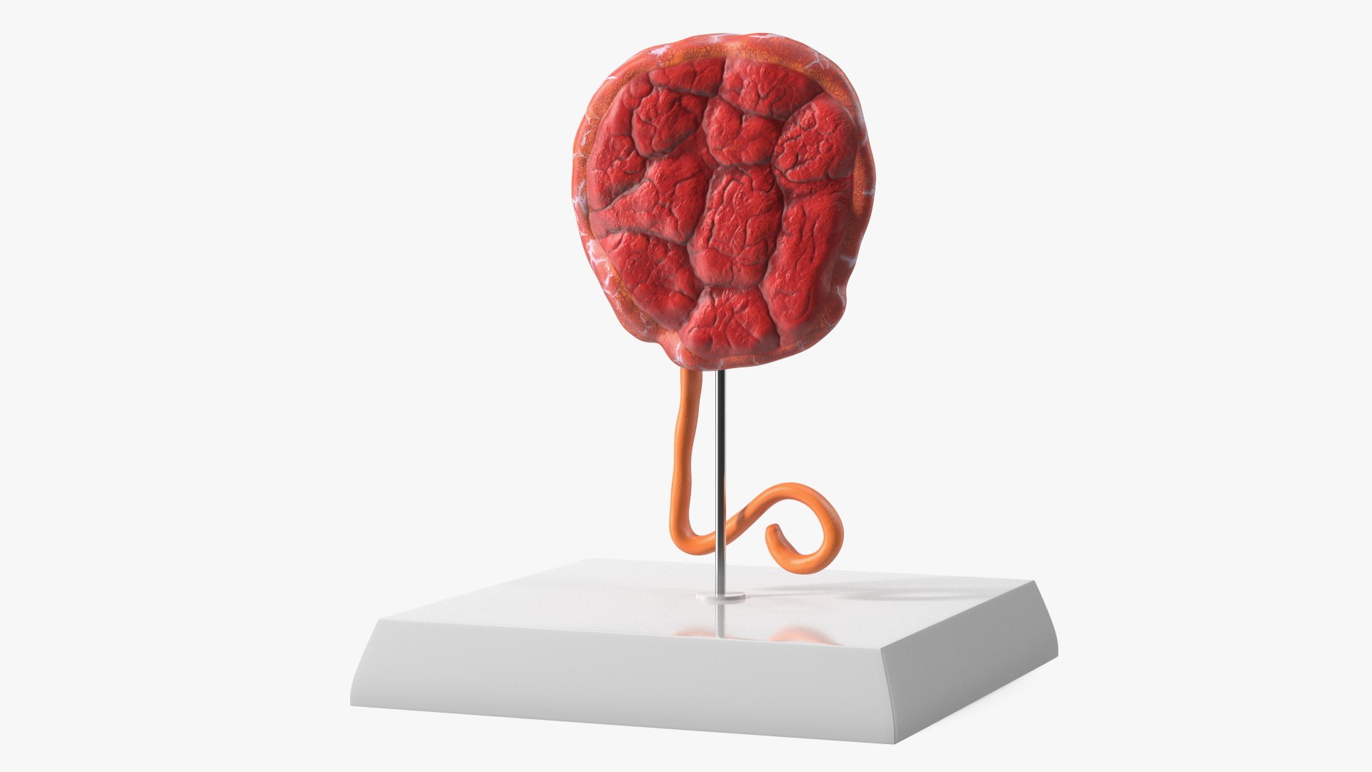 Educational Placenta Display on Medical Base 3D model preview