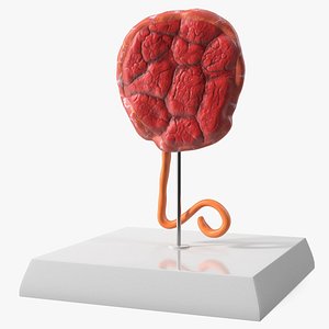 Educational Placenta Display on Medical Base