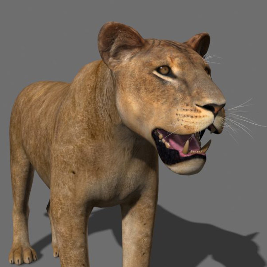 Lioness Animation Fur 3d Model