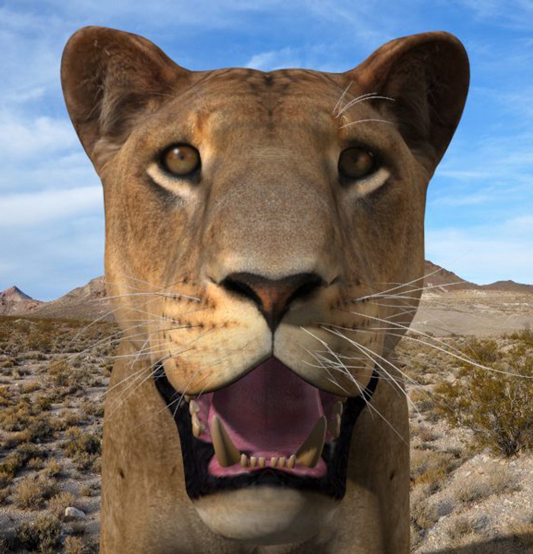 lioness animation fur 3d model https://p.turbosquid.com/ts-thumb/rf/MVOrXJ/2x9eKH3V/leoa5/jpg/1344541413/1920x1080/fit_q87/dadb3b5e8a0ed48f86ef6cd54e95e32eedd8ba3e/leoa5.jpg