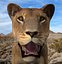 lioness animation fur 3d model
