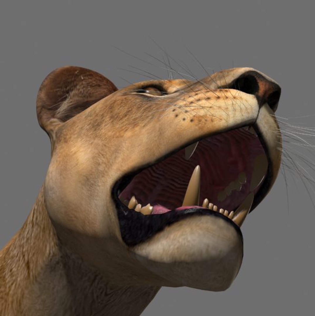 lioness animation fur 3d model https://p.turbosquid.com/ts-thumb/rf/MVOrXJ/90wZwgGQ/leoa18/jpg/1344541413/1920x1080/fit_q87/56288308b42709f214b0f3bb1aaf8914ee96baa0/leoa18.jpg