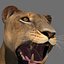 lioness animation fur 3d model