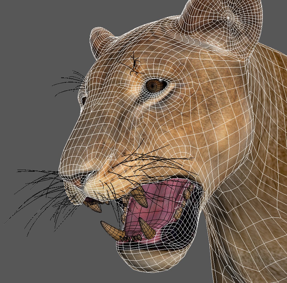 lioness animation fur 3d model https://p.turbosquid.com/ts-thumb/rf/MVOrXJ/I2x0b9Ql/leoa14/jpg/1344541413/1920x1080/fit_q87/6ccb04101eb73f27396bb4b41efbce9cb976c9af/leoa14.jpg