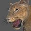 lioness animation fur 3d model