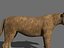 lioness animation fur 3d model