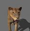 lioness animation fur 3d model
